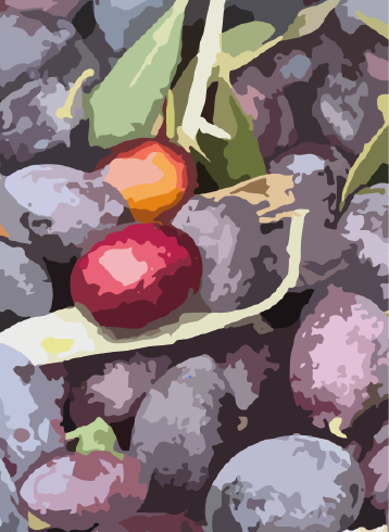 Olives of the tree