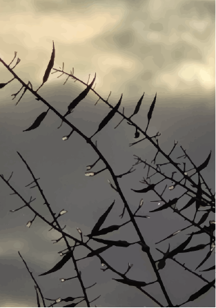 Drizzle on the leaves