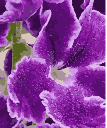 purple flower
