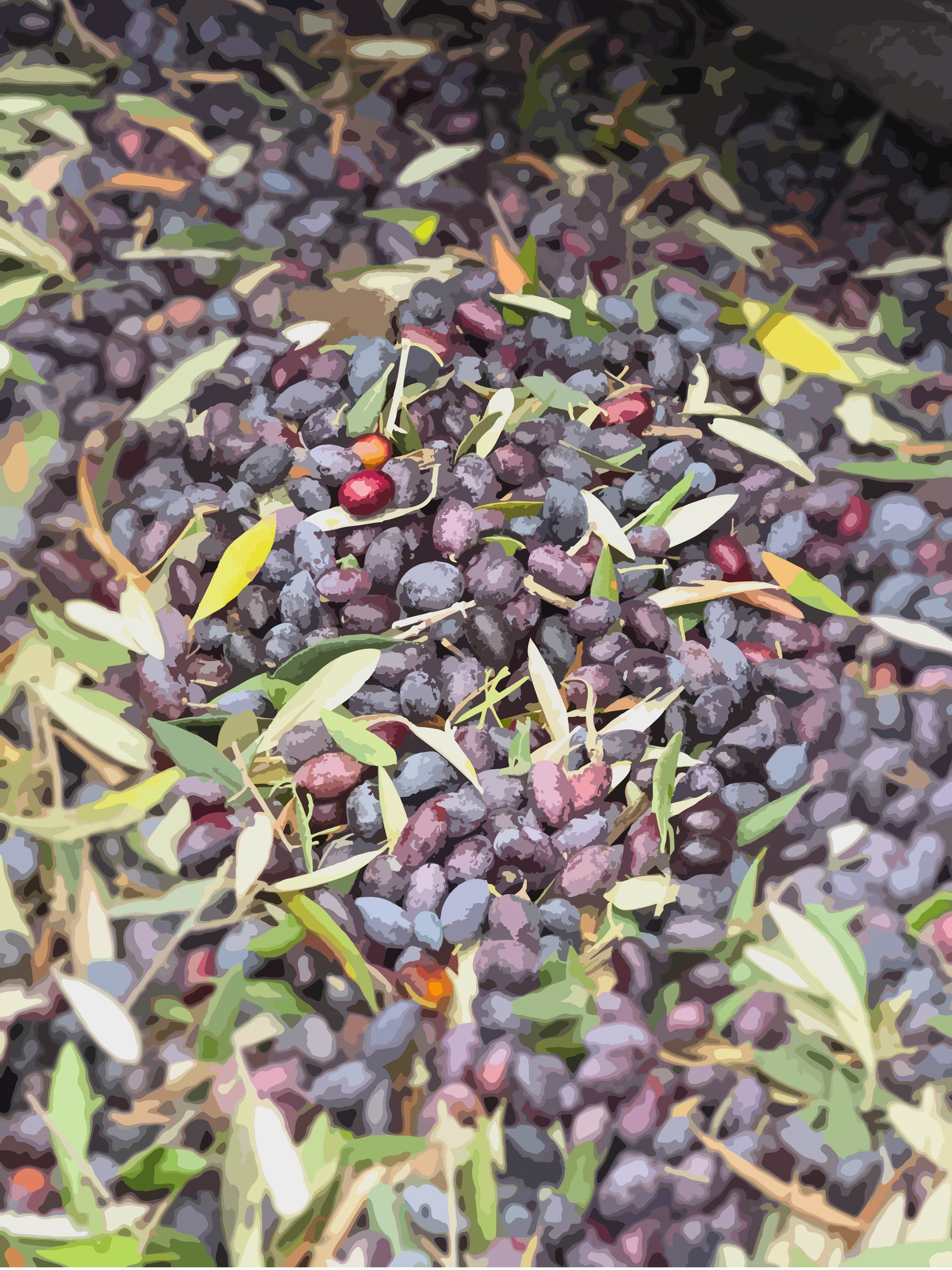 Olive harvest