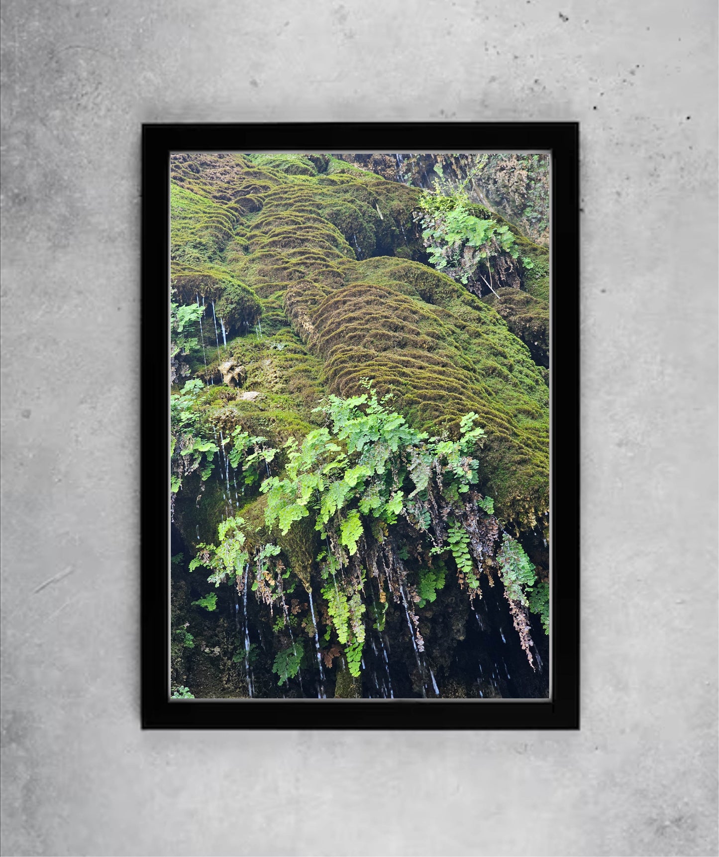 Green Wall from nature